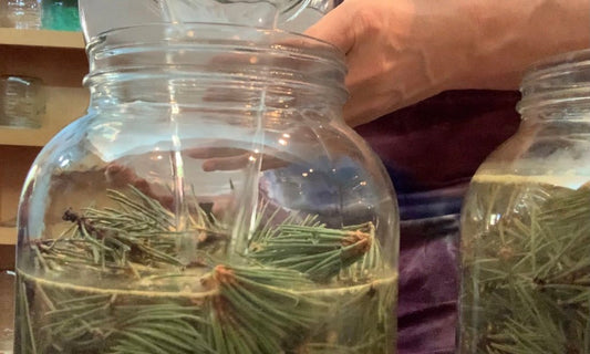 Harnessing the Power of Pine: Unveiling the Secrets to Enhanced Energy, Hormonal Balance, and Spiritual Awakening