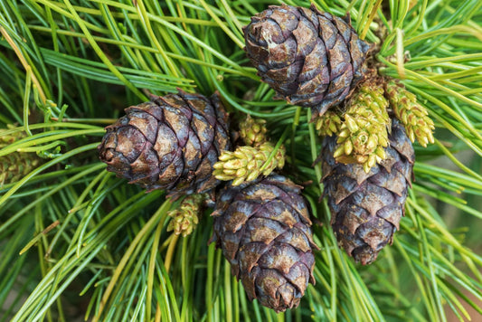 The Mysterious Ringing Cedars of Russia