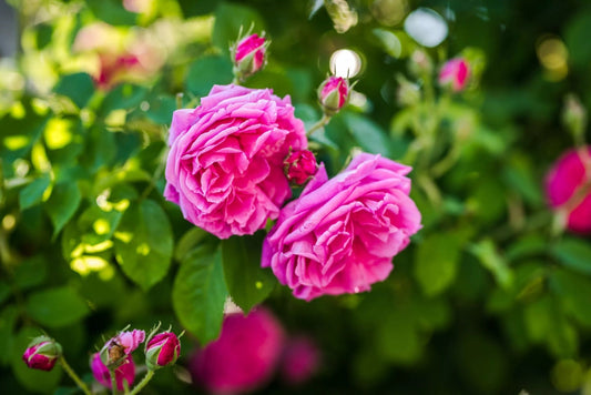 Open Your Heart with the High Vibrational Frequency of Rose Damascena Flowers