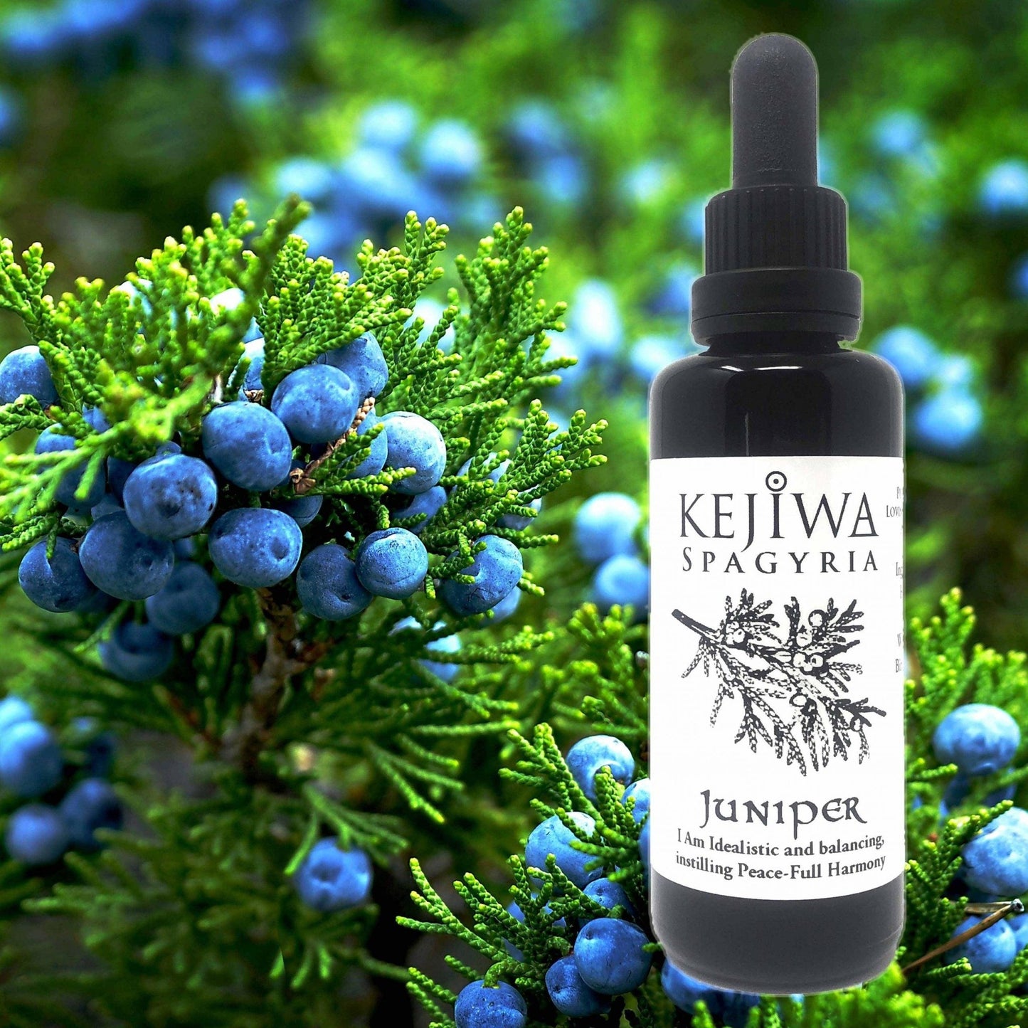 Juniper Spagyria *Special* - Kejiwa Alchemy