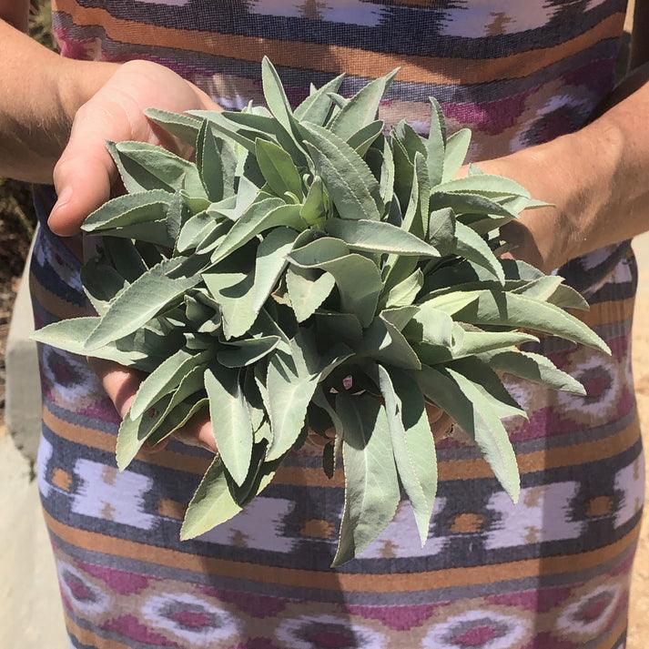 White Sage Harvest