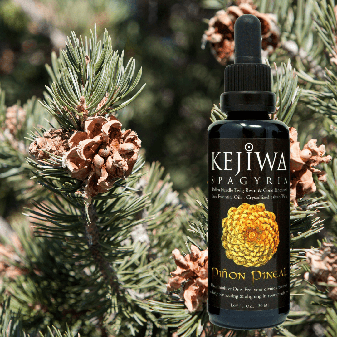 Piñon Pineal Spagyria - Kejiwa Alchemy