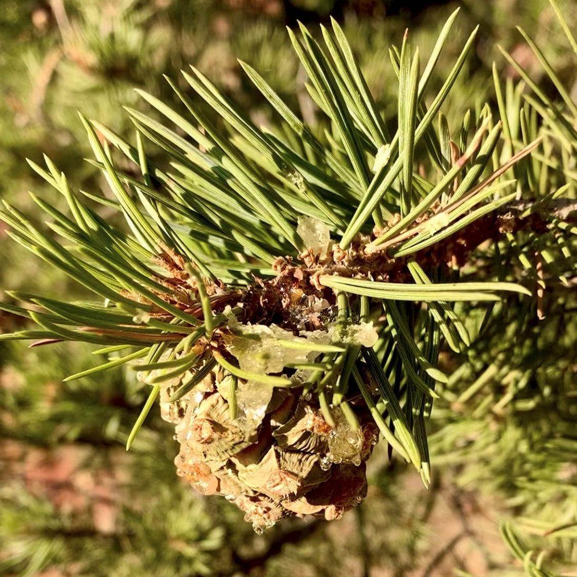 Piñon Pineal Spagyria - Kejiwa Alchemy