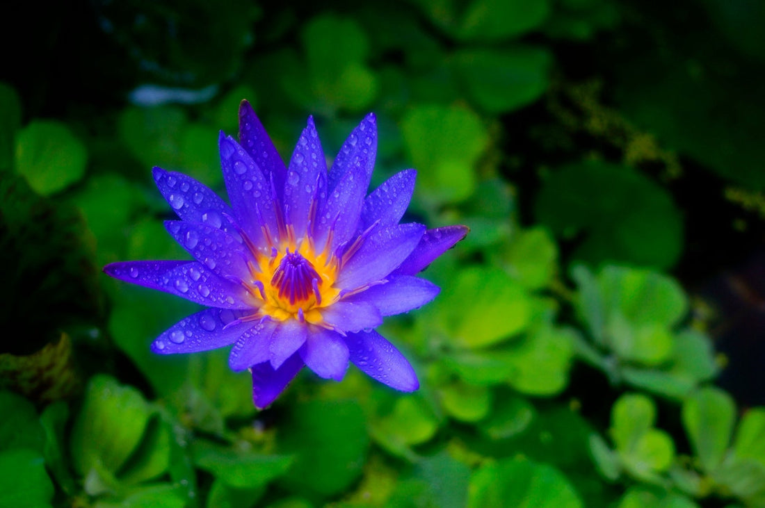 Blue Lotus Flower