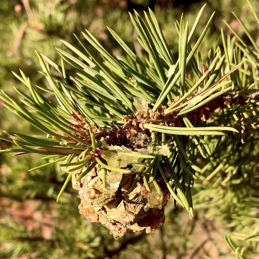 Protect and Strengthen your Immune System with Piñon Pine