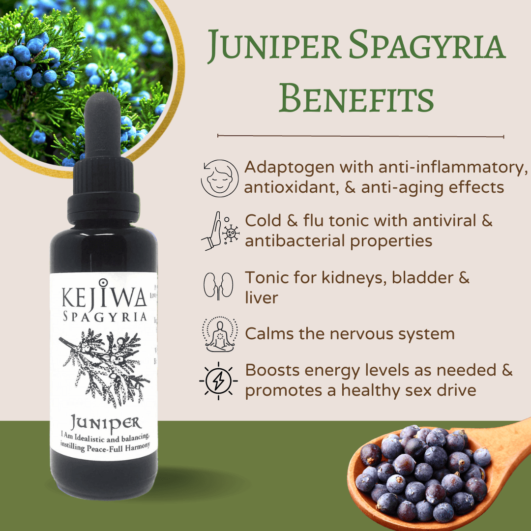 Juniper Spagyria Herbal Tincture Benefits by Kejiwa